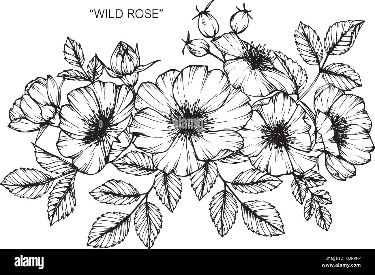 Imagenes Flores A Blanco Y Negro | flores gerberas