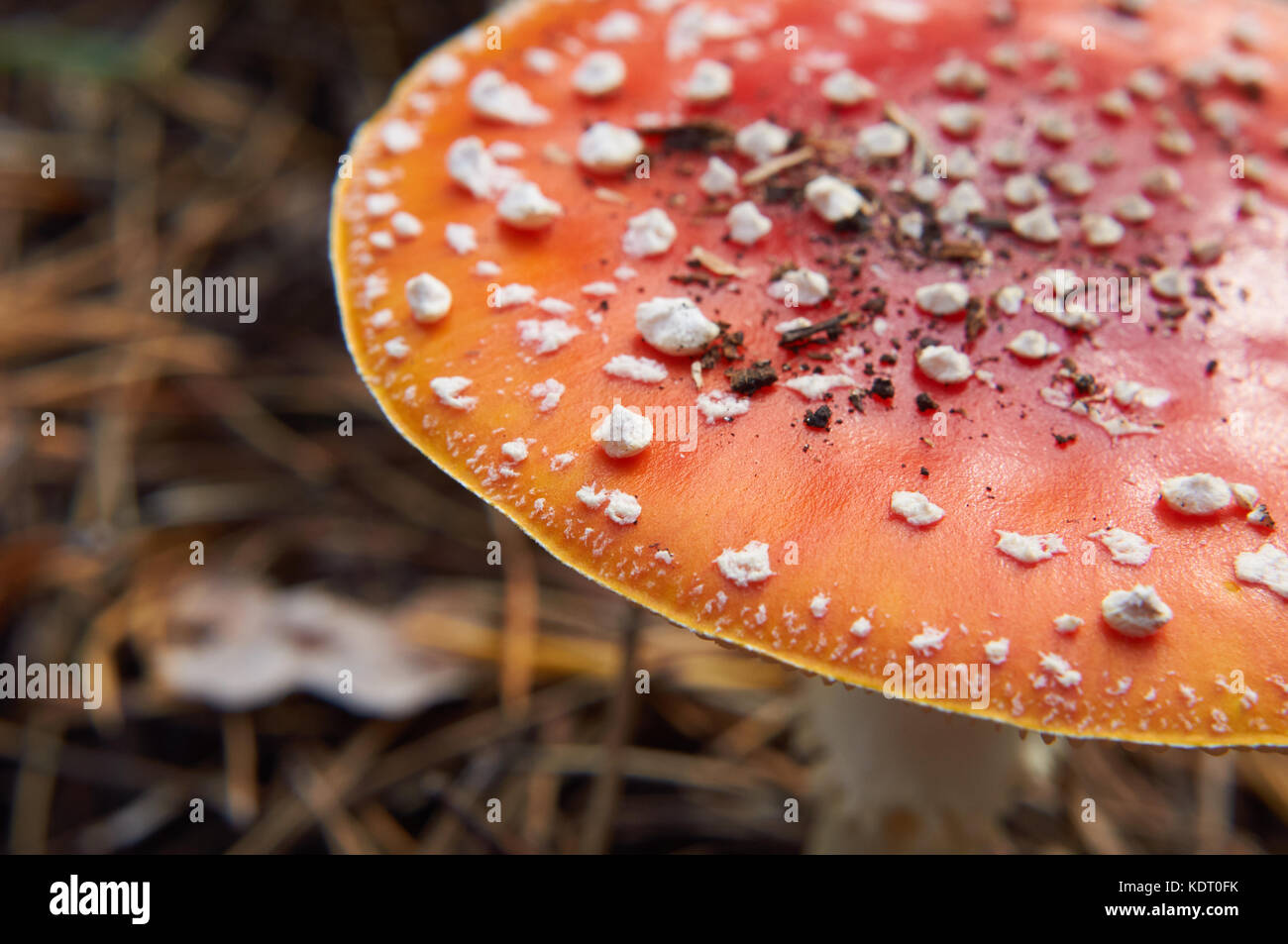 Amonita venenoso hongo agárico. rojo con lunares blancos. Foto de stock