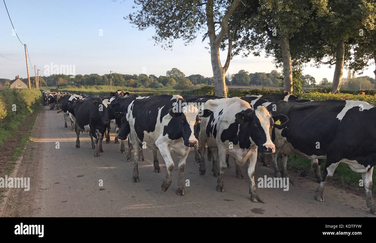 Las vacas en un carril de Cheshire, Antrobus Foto de stock