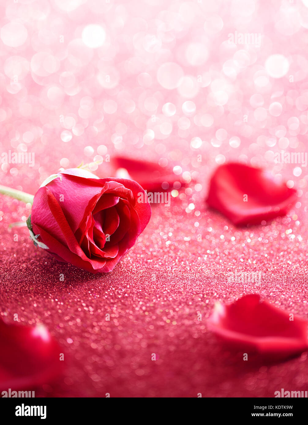 Pétalos de rosa roja y más brillantes antecedentes Foto de stock