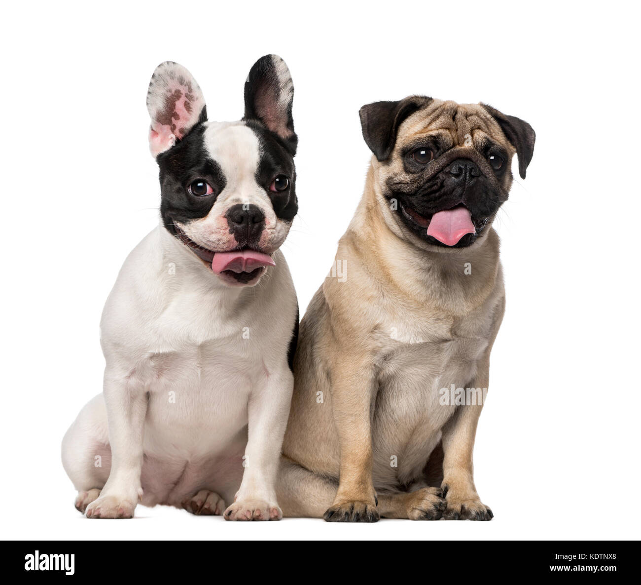 Bulldog Francés (7 meses), Pug (8 meses Fotografía de stock - Alamy