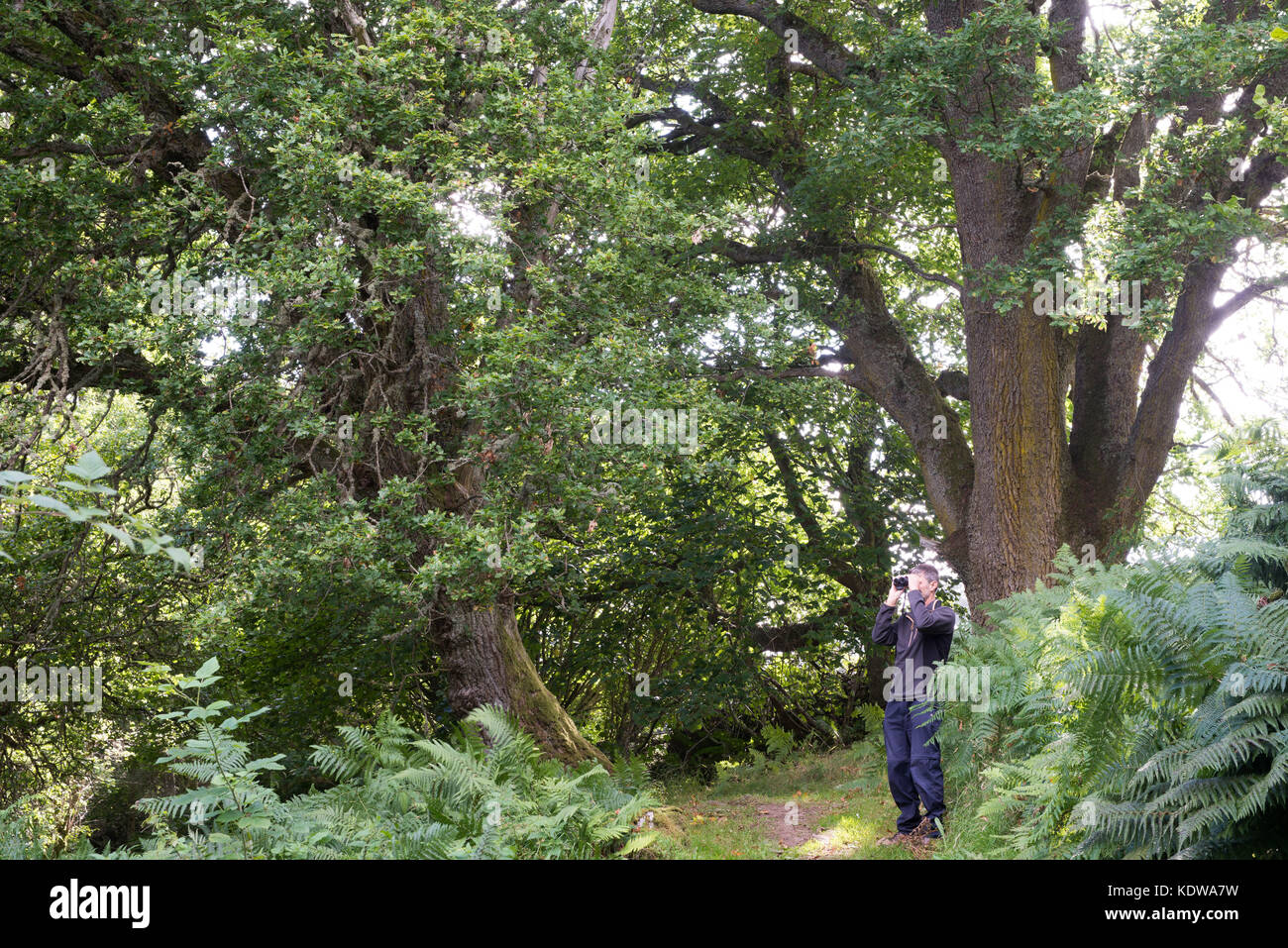 El hombre la observación de aves en bosques cercanos Balmacaan Drumnadrochit, Escocia. Foto de stock