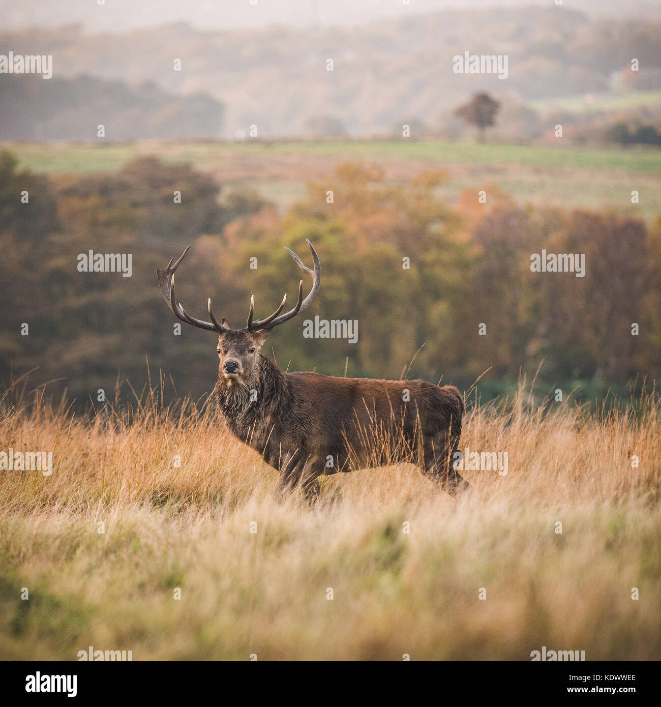 El ciervo el ciervo se encuentra en páramos en el Peak District Foto de stock
