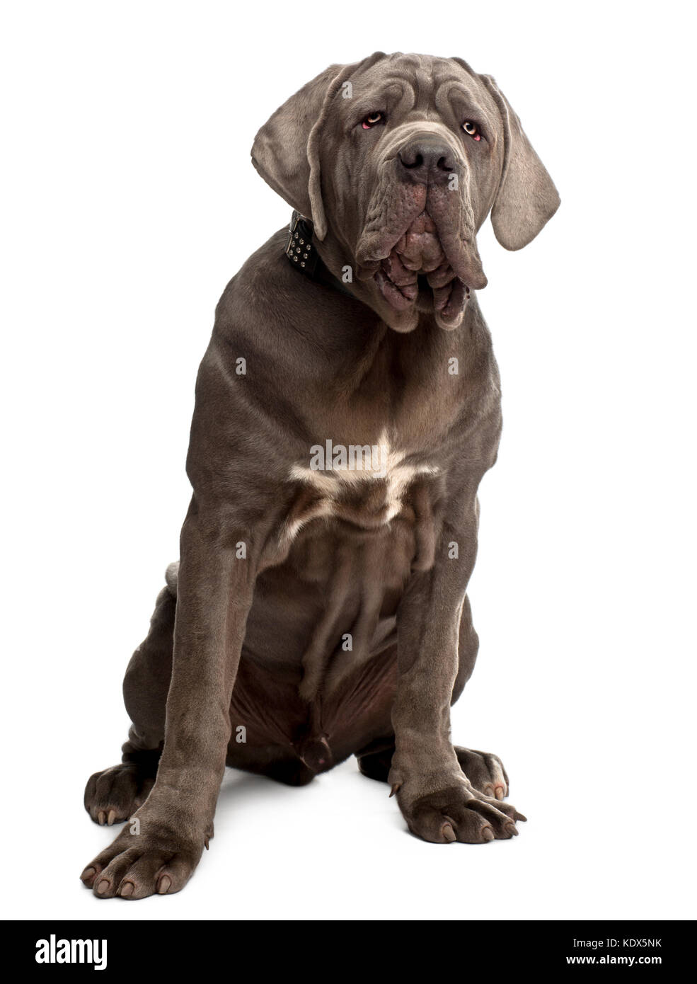 Neapolitan mastiff dog portrait Imágenes recortadas de stock - Alamy