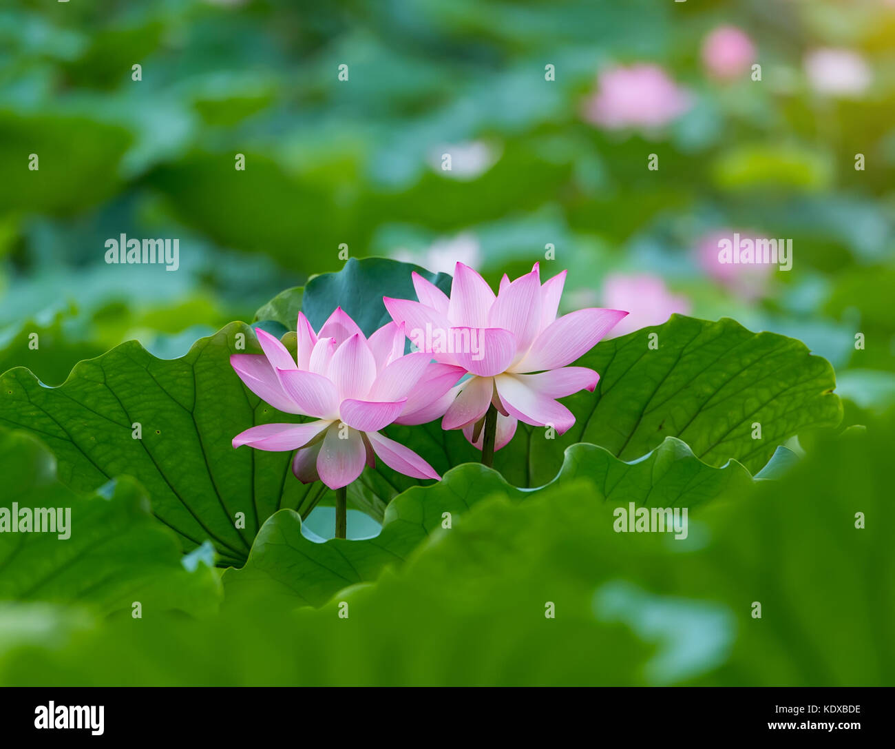 Hojas de flor de loto fotografías e imágenes de alta resolución Alamy Hojas de flor de loto fotografías e imágenes de alta resolución Alamy