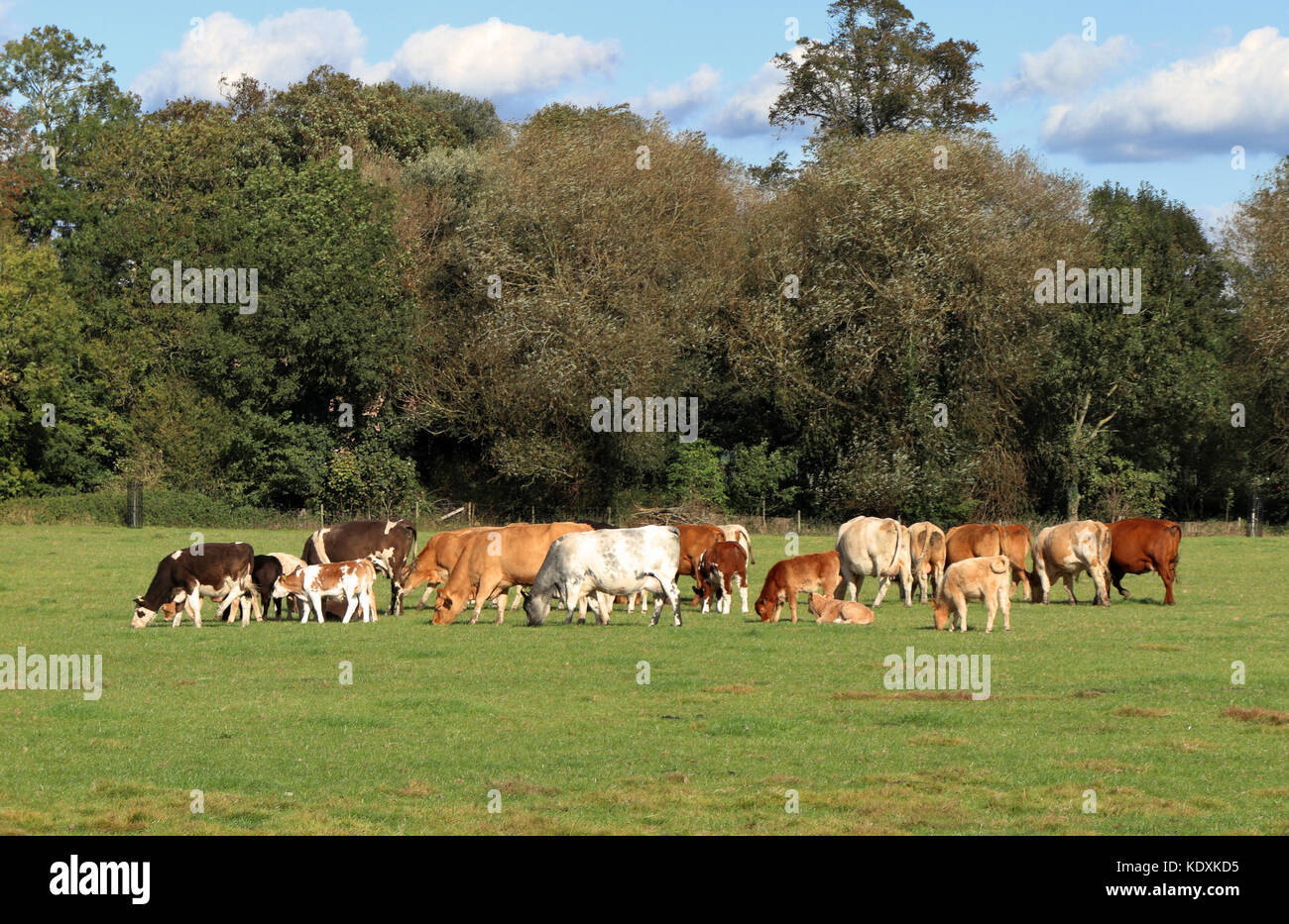 El pastoreo de ganado en inglés un prado en verano con bosques en el