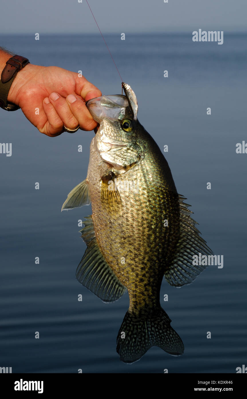 Un pescador sostiene un crappie pescado capturado en el lago Sam Rayburn cerca de Jasper, Texas Foto de stock