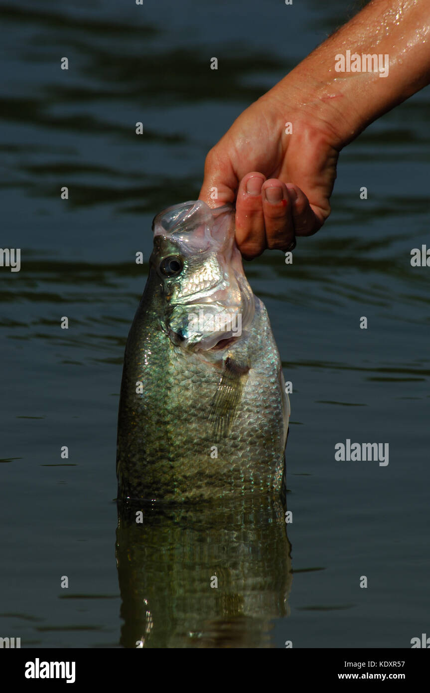 Un pescador sostiene un crappie pescado capturado en el lago Sam Rayburn cerca de Jasper, Texas Foto de stock