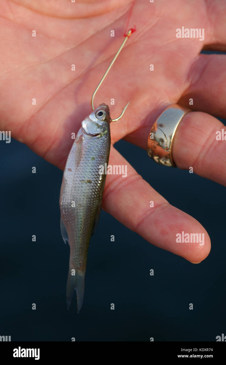 Vivir promelas utilizado para bass y crappie cebo de pesca en el lago de Sam Rayburn cerca de Jasper, Texas Foto de stock