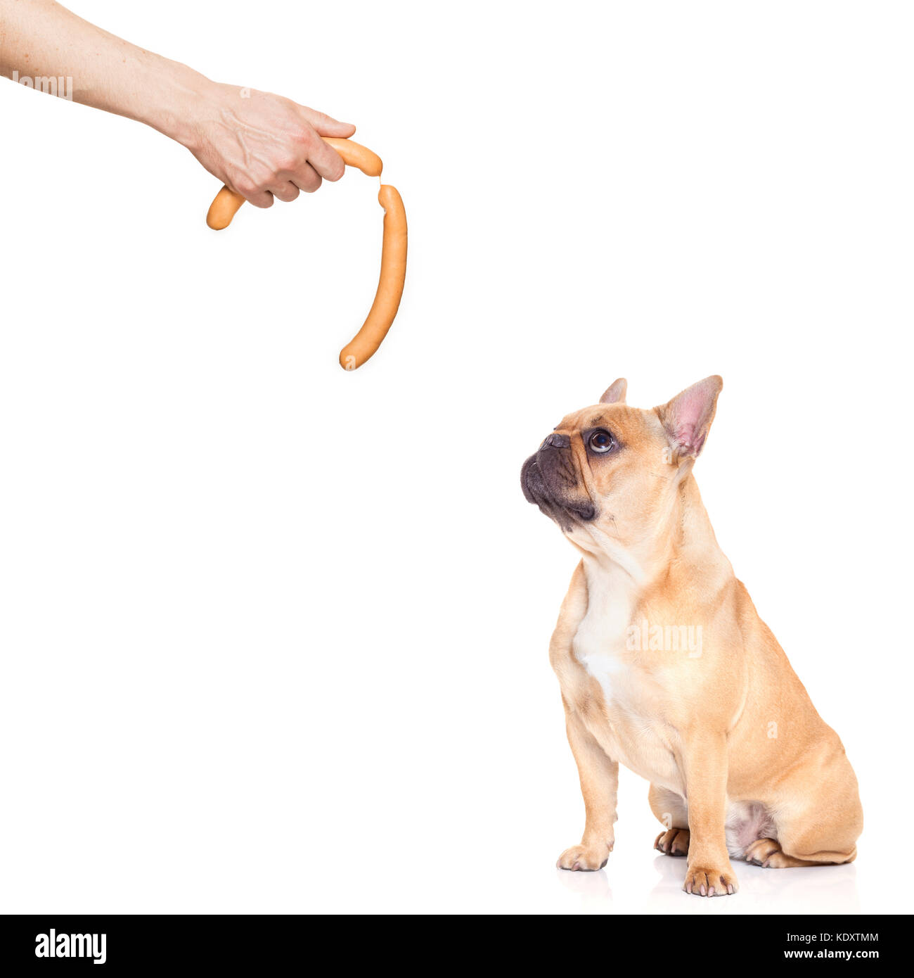 Bulldog Francés perro hambriento pensando y esperando un regalo o  salchichas por el propietario con la mano, aislado sobre fondo blanco  Fotografía de stock - Alamy