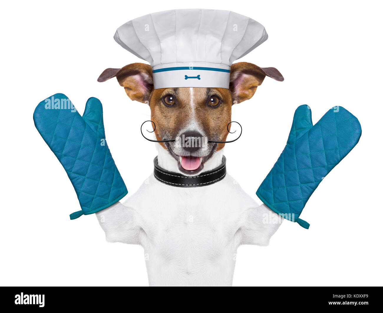 Un cocinero chef perro con manoplas Fotografía de stock - Alamy