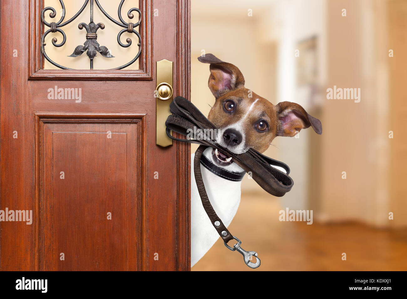 Por qué tu perro espera en la puerta?
