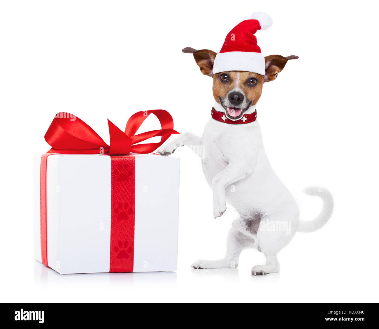 Jack Russell santa claus perro con un gran regalo o presente, para Navidad  , aislado sobre fondo blanco Fotografía de stock - Alamy