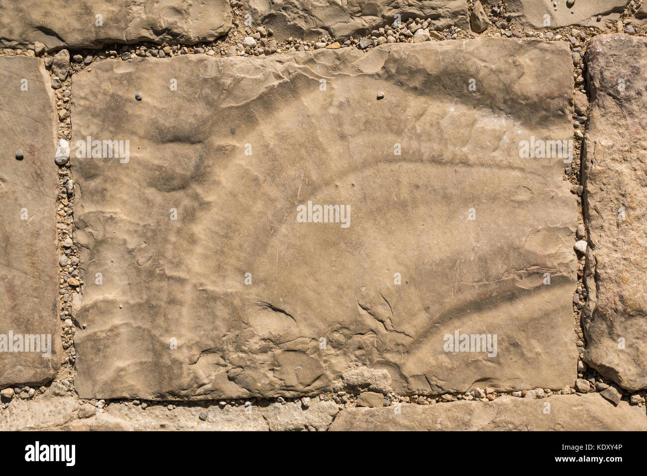 Cerca de grandes amonita fósil en el pavimento, el Monte Nebo, Jordania, Oriente Medio Foto de stock