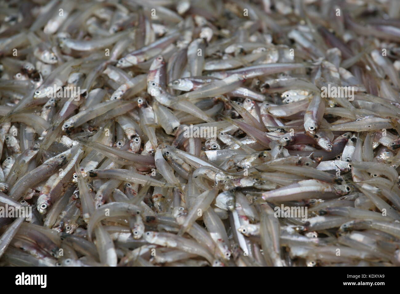 Frisch gefangender Fisch auf Fischmart en Ngombo - pescado fresco en el mercado de pescado en Sri Lanka Foto de stock