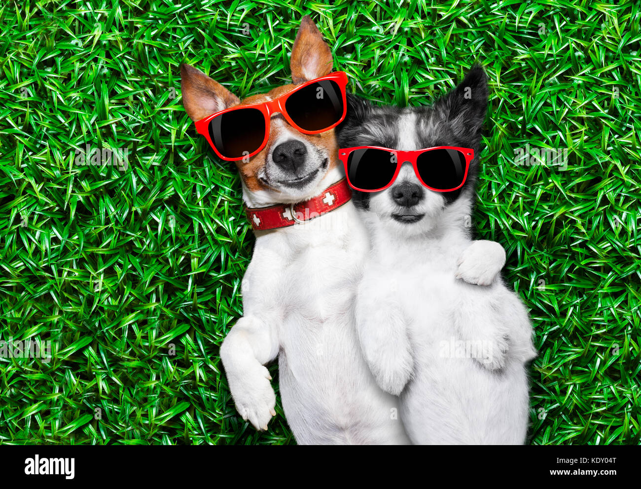 Par de perros en el amor muy cerca acostado sobre la hierba en el parque con gafas de sol relajándose Foto de stock