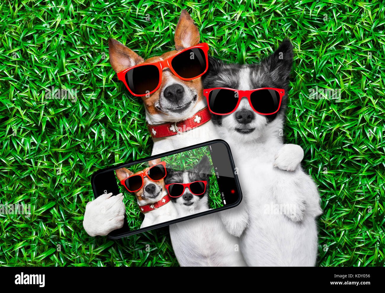 Par de perros en el amor muy cerca, tumbado en la hierba tomando un selfie Foto de stock