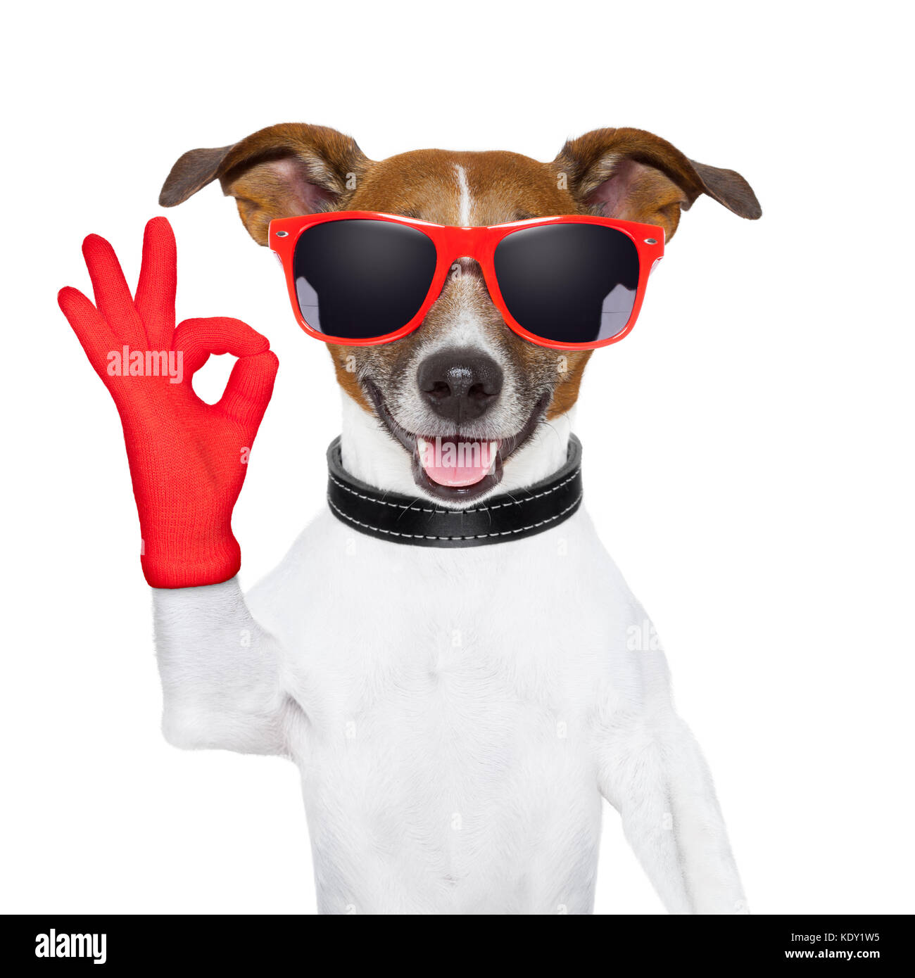 Ok dedos perro con guantes y gafas rojo Fotografía de stock - Alamy