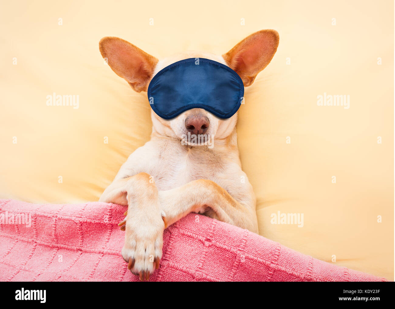 Chihuahua perro con dolor de cabeza y resaca en la cama para dormir como un bebé soñando dulces sueños, usar gafas de máscara Foto de stock
