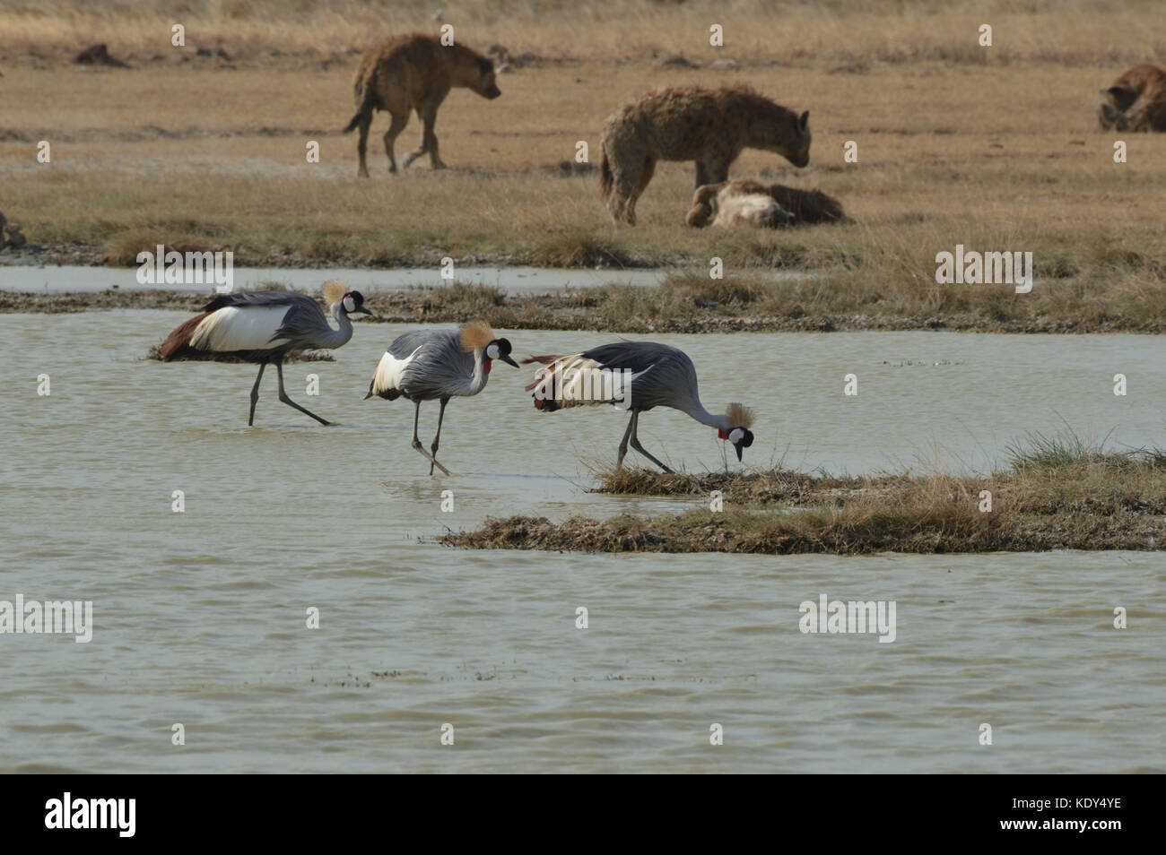 Grullas coronadas grises [Balearica regulorum] alimentándose en un lago cercano Hienas en el Área de Conservación de Ngorongoro Tanzania Foto de stock