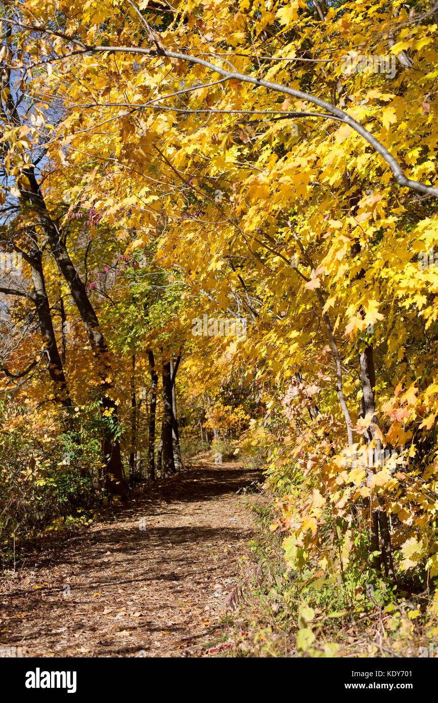 Un sendero para caminatas en otoño en la Minnesota Landscape Arboretum en Chanhassen, MN, USA. Foto de stock