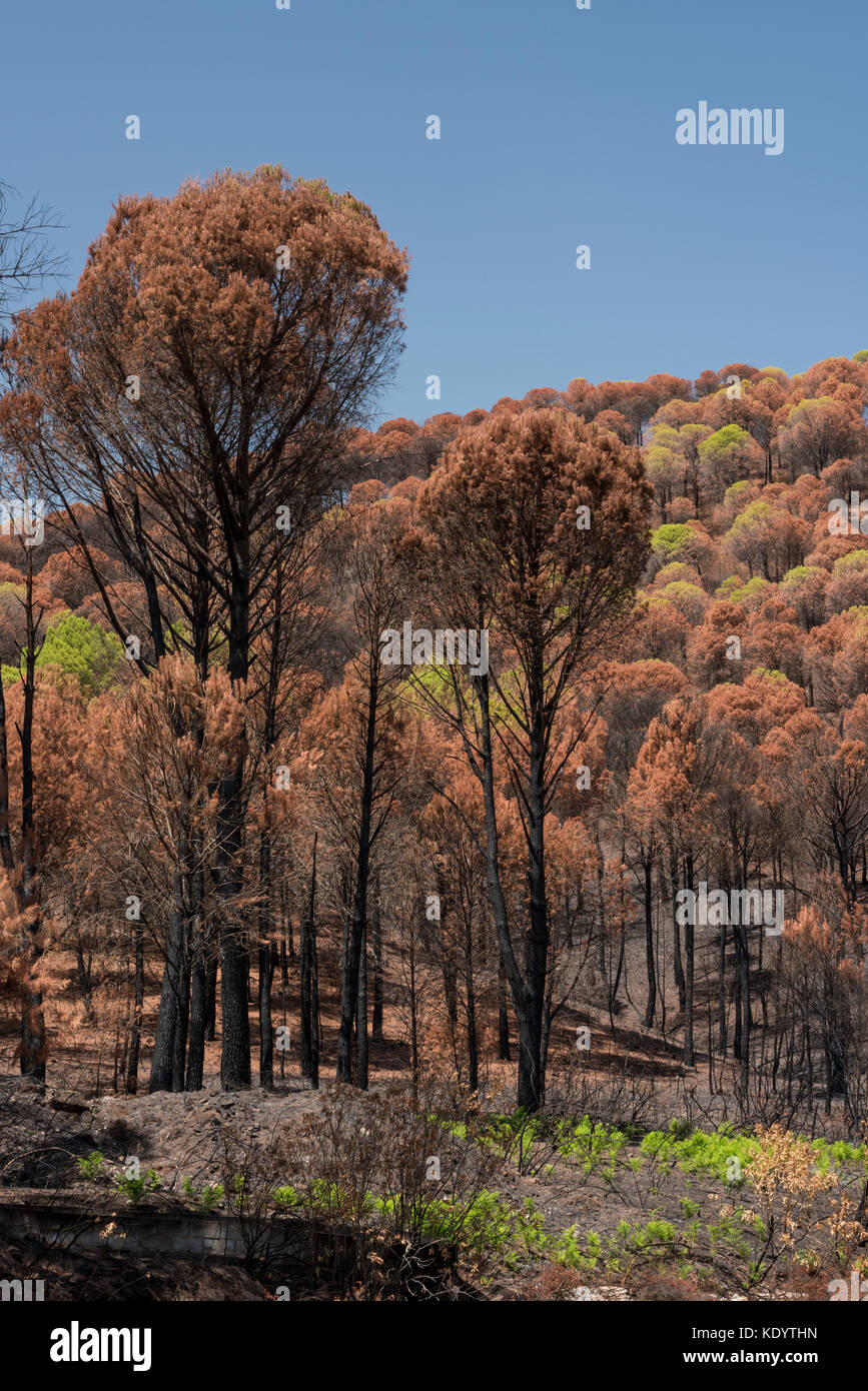 Pinos quemada después de un incendio forestal, zona de Río Tinto, Minas de Rio Tinto, Huelva, Andalucía, España Foto de stock