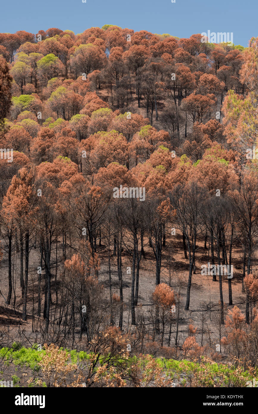 Pinos quemada después de un incendio forestal, zona de Río Tinto, Minas de Rio Tinto, Huelva, Andalucía, España Foto de stock