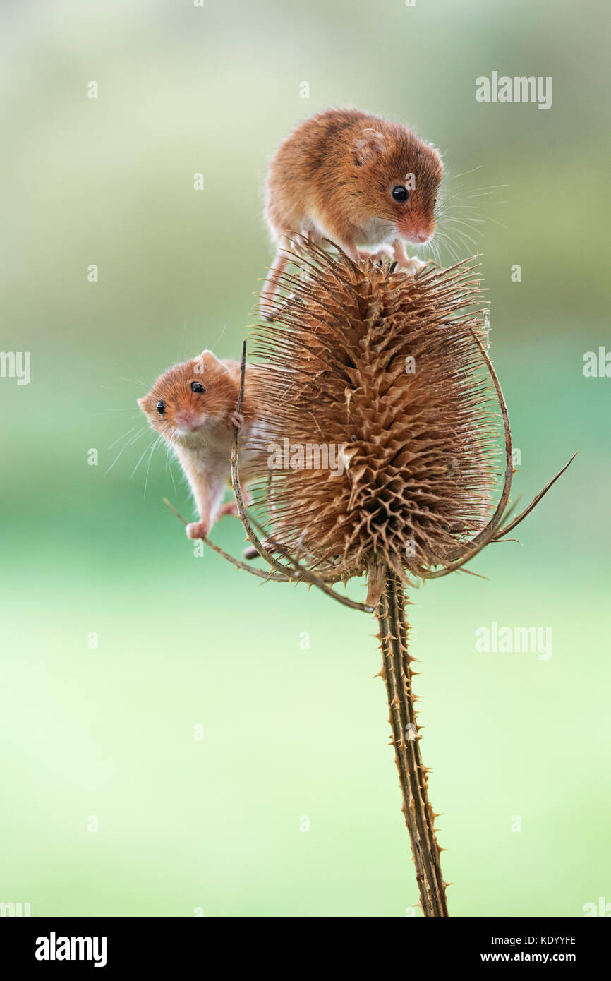 Ratones de cosecha (Micromys minutus) UK en teasel Foto de stock