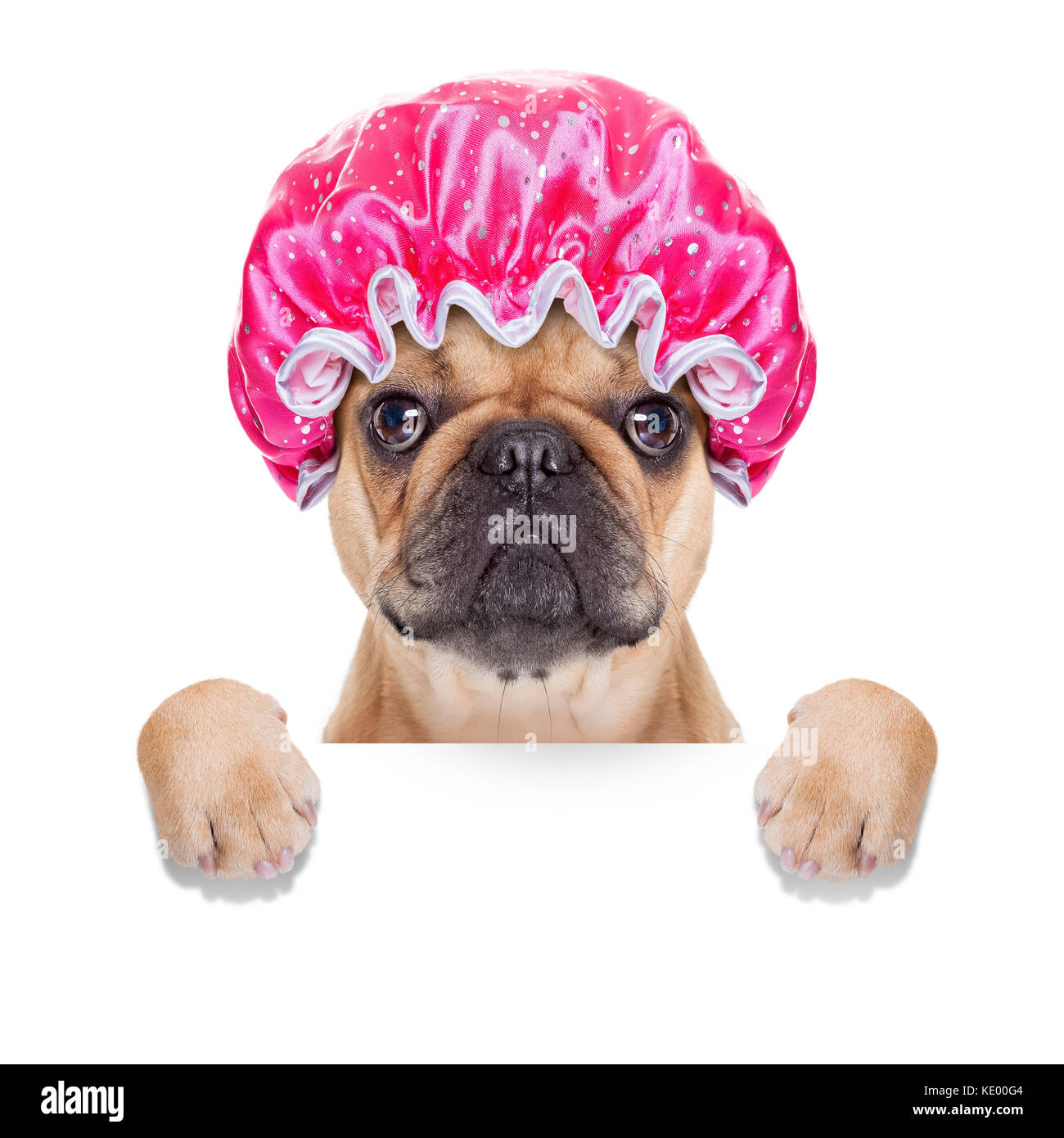 Perro bulldog francés listo para tomar un baño o una ducha llevando un  gorro, aislado sobre fondo blanco Fotografía de stock - Alamy