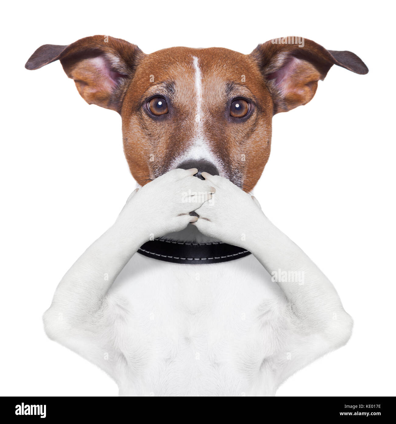 Cubriendo la boca perro con patas Fotografía de stock - Alamy