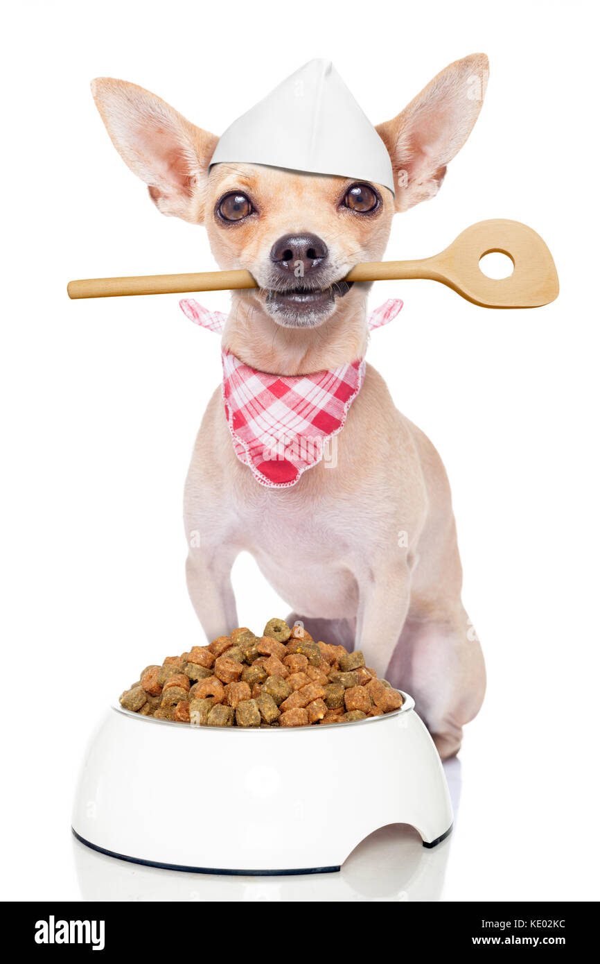 Chef chihuahua perro con un tazón de alimentos sosteniendo una cuchara de  cocina en boca , aislado sobre fondo blanco Fotografía de stock - Alamy