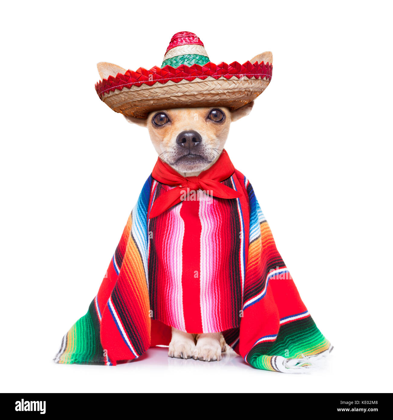 Diversión mariachi mexicano perro chihuahua vistiendo un sombrero sombrero  y poncho rojo, aislado sobre fondo blanco Fotografía de stock - Alamy