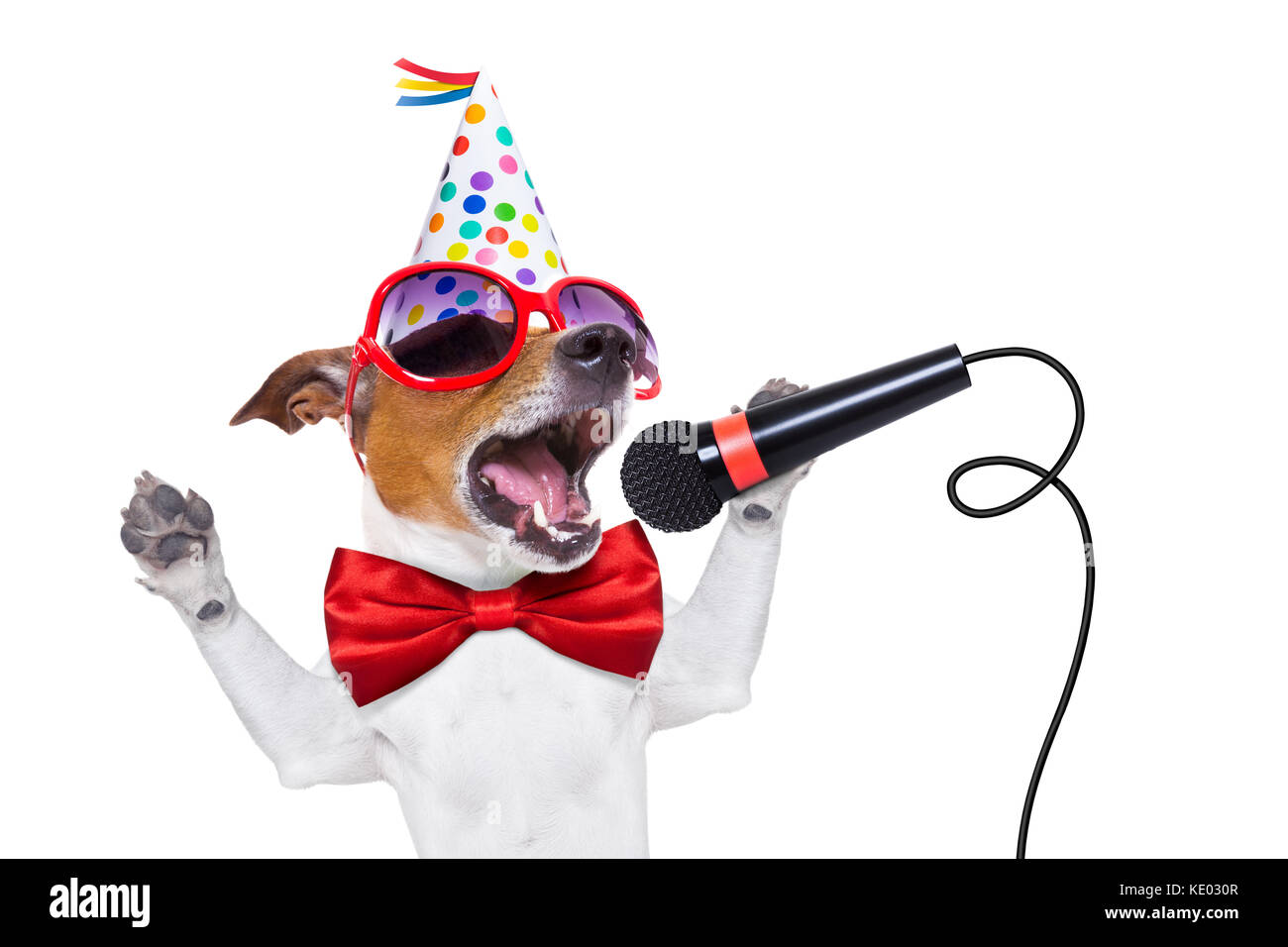 Perro Jack Russell como una sorpresa, cantando la canción de cumpleaños  como Karaoke con micrófono de corbata y vestidos de rojo gorro de fiesta ,  aislado sobre fondo blanco Fotografía de stock -