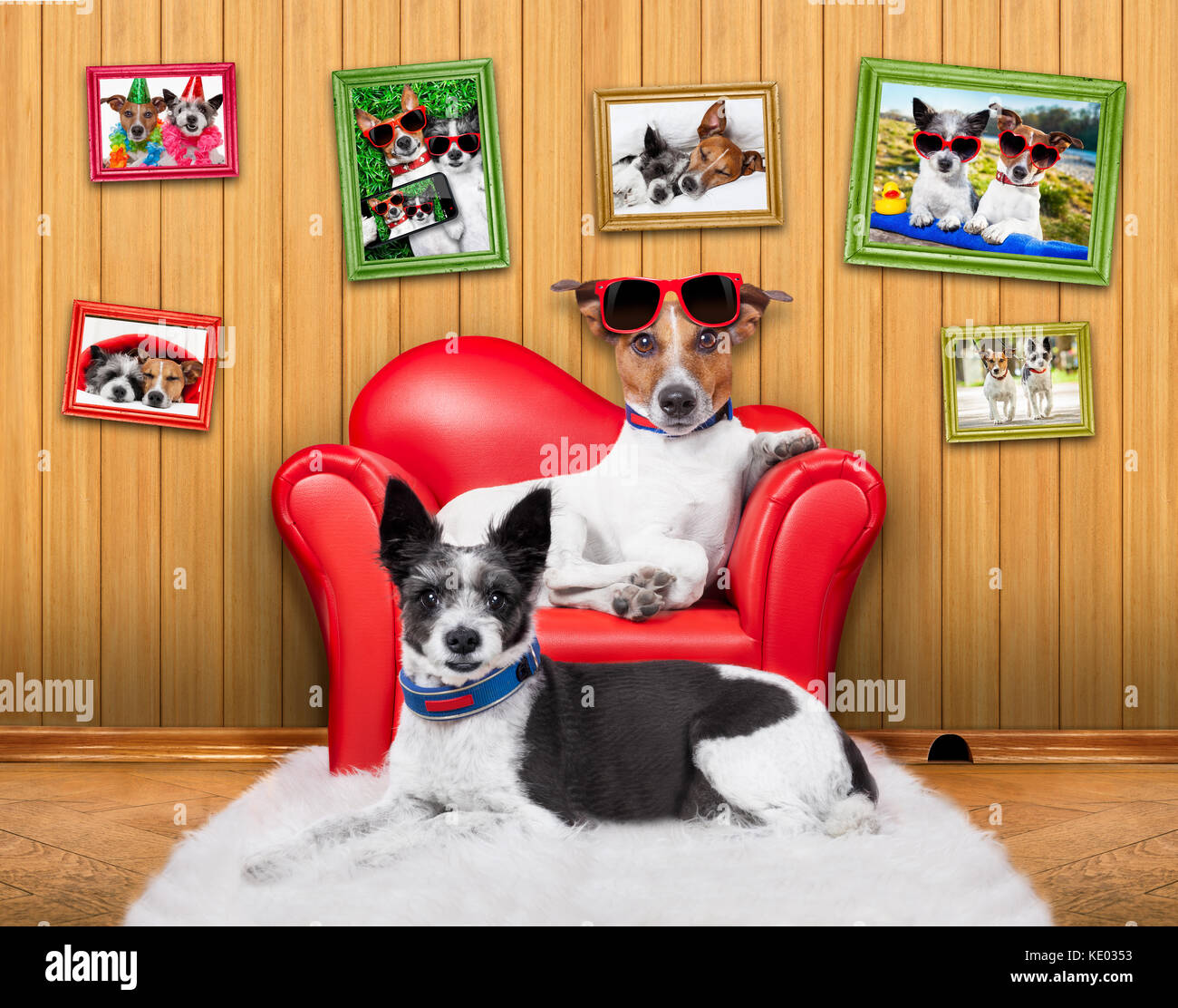 Amor pareja de perros sentados en un sofá con gafas de sol que estoy cerca juntos portando gafas rojas Foto de stock