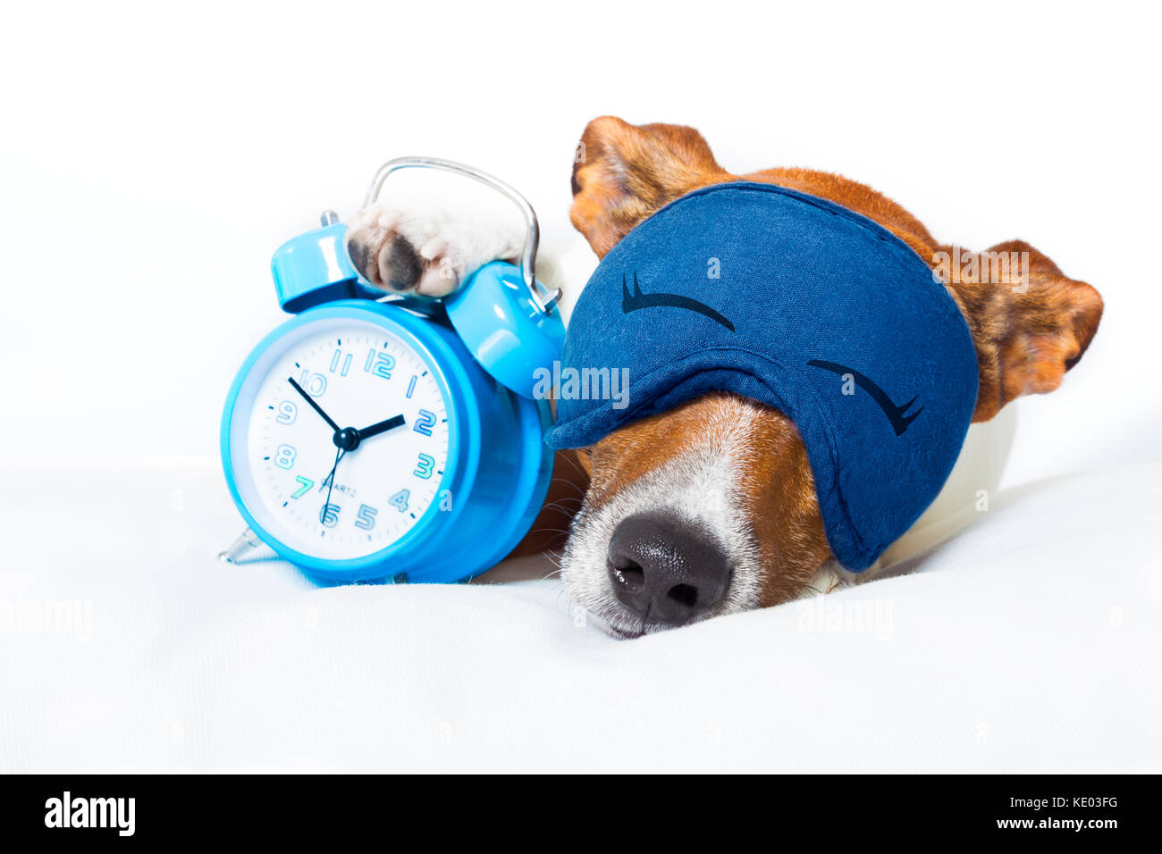 Perro descansando ,dormir la siesta o tener un reloj con alarma y máscara  de ojo, sosteniendo un reloj , aislado sobre fondo blanco Fotografía de  stock - Alamy