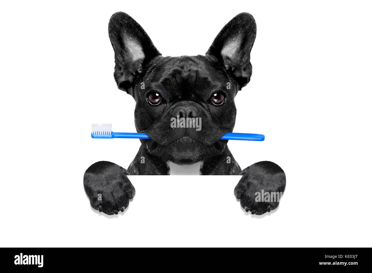 Perro bulldog francés mantiene el cepillo de dientes con la boca en el  dentista o veterinario dental, detrás de una etiqueta vacía en blanco o  pizarra, aislado en blanco b Fotografía de