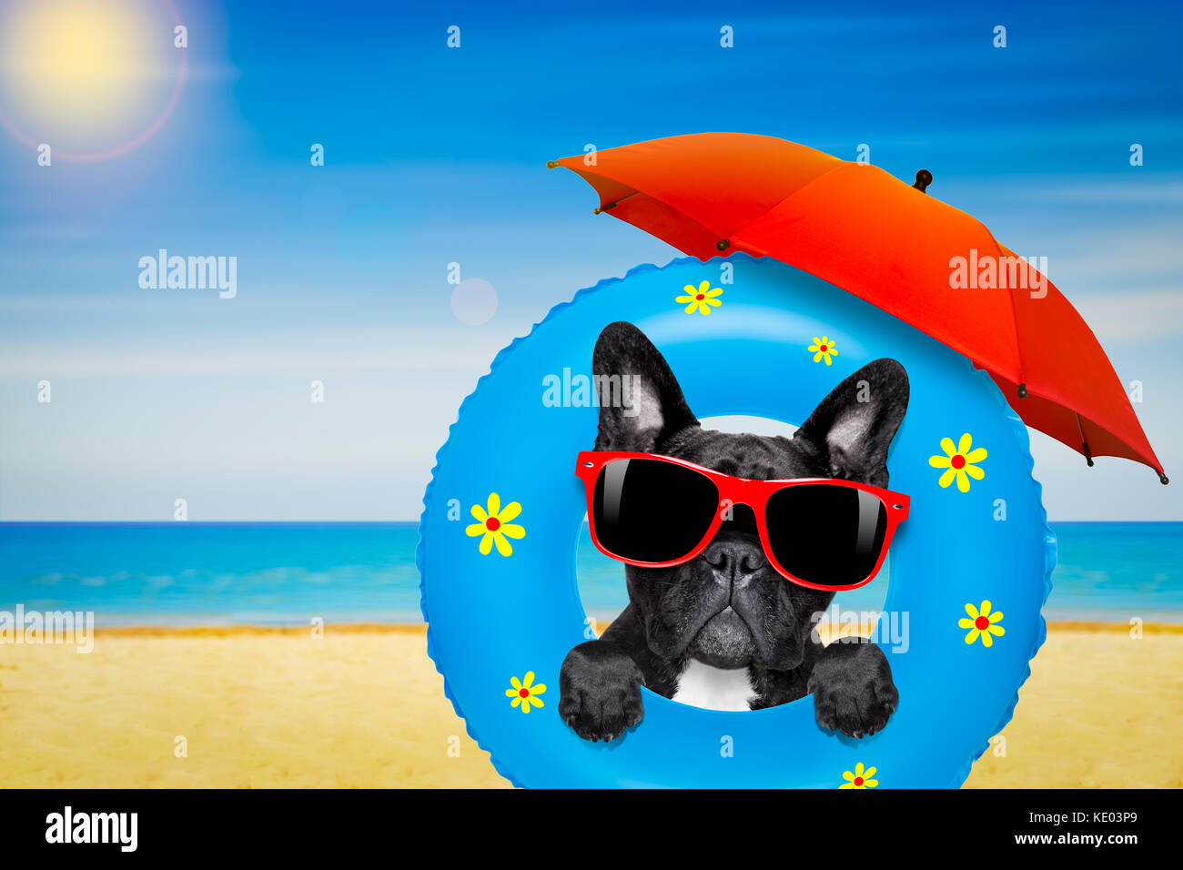 Perro bulldog francés relajante sobre colchón de aire, con gafas de sol en  las vacaciones de verano en la playa y sombrilla Fotografía de stock - Alamy