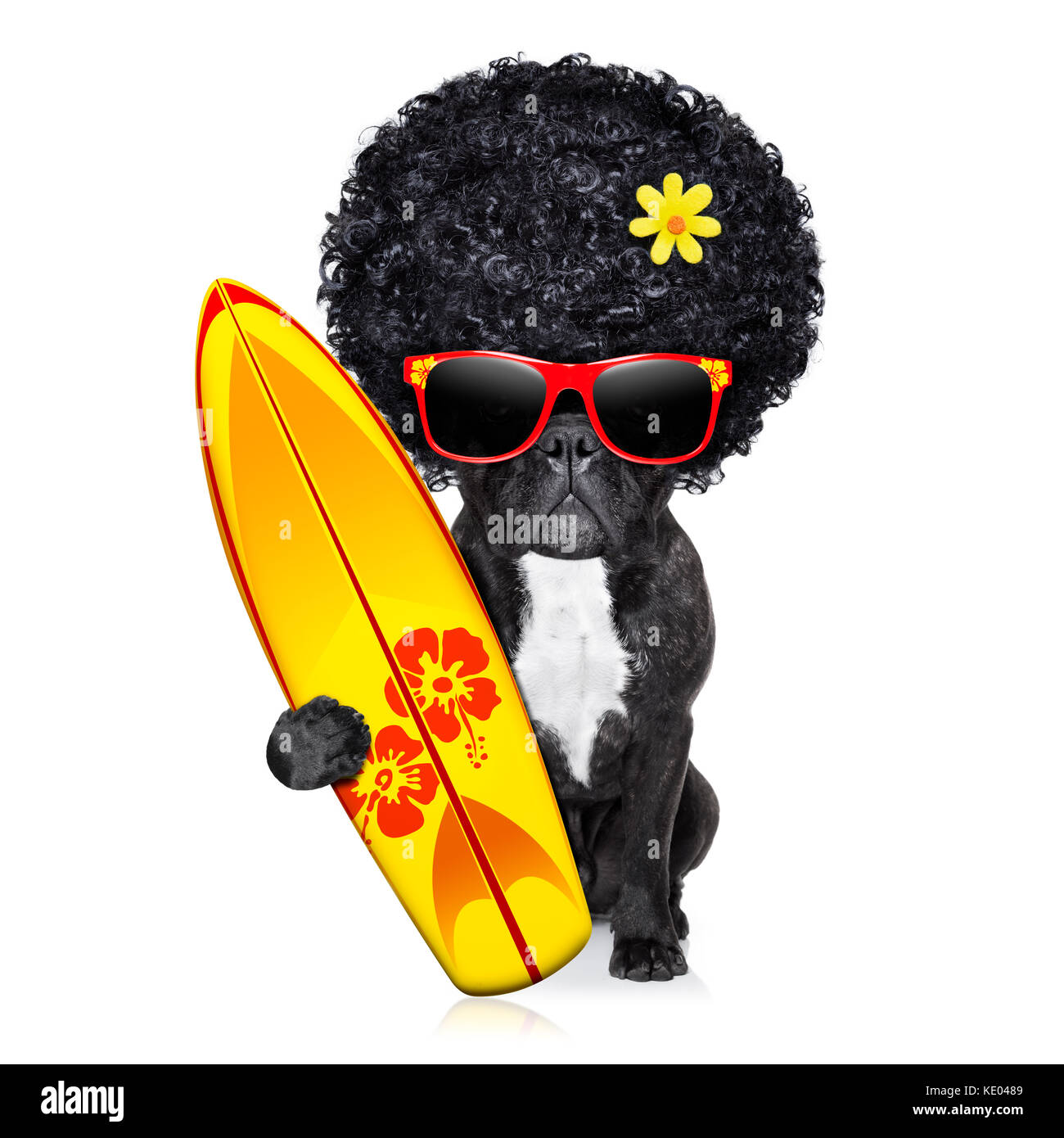 Bulldog francés perro surfista sosteniendo una tabla de surf vistiendo afro  flower power peluca y gafas rojas, aislado sobre fondo blanco Fotografía de  stock - Alamy