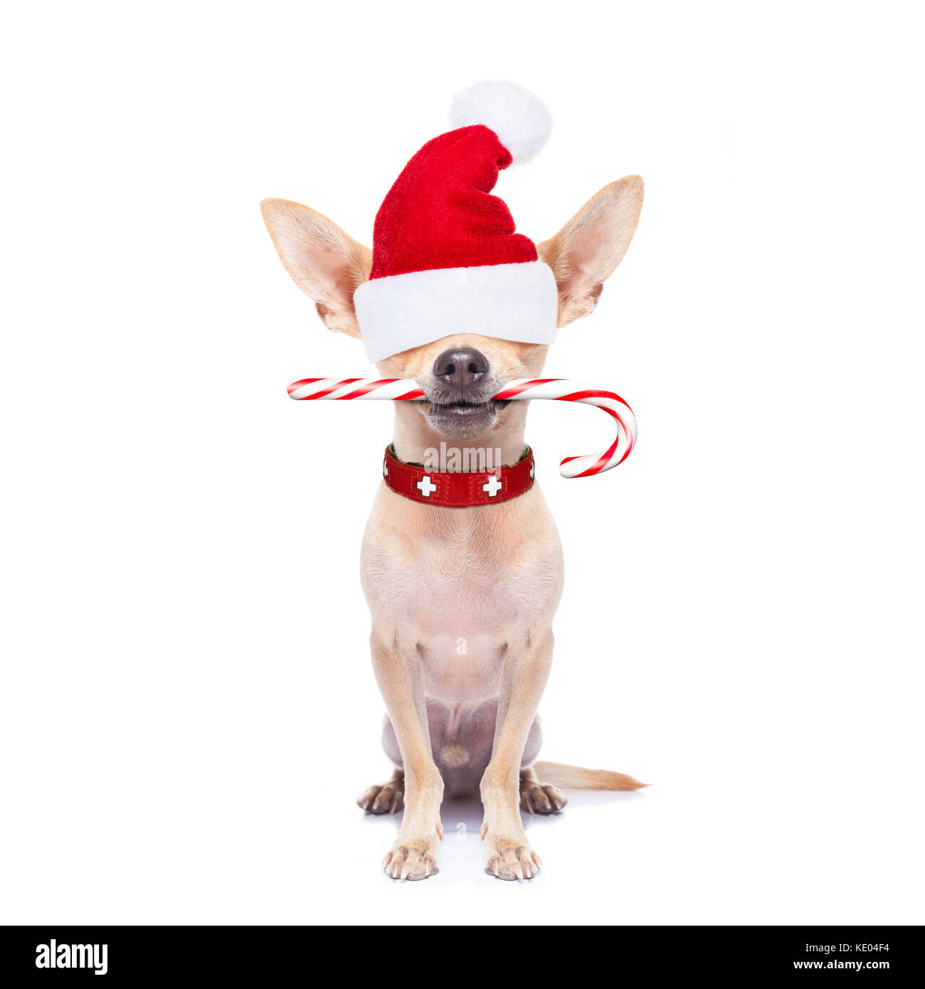 Chihuahua perro santa claus ocultando con Red Hat para Navidad , aislado  sobre fondo blanco Fotografía de stock - Alamy