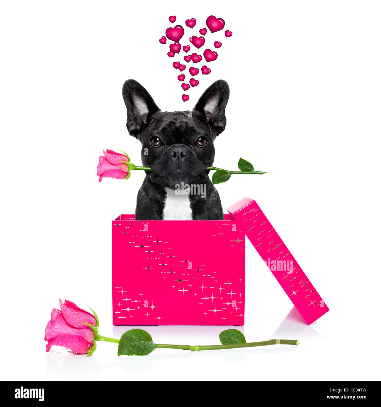 fiesta parque Natural Genealogía Cachorro De Perro Bulldog Francés Fawn En La Caja De Regalo Del Día De San  Valentín En Forma De Corazón Rojo Con Rosas Sobre Fondo Blanco Fotografía  De Stock Alamy | cantonchamber.ca