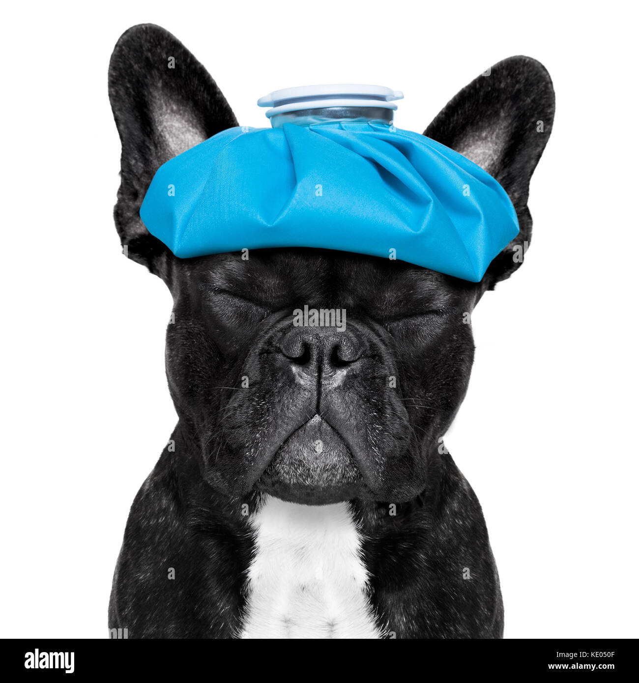 Bulldog francés perro con dolor de cabeza y resaca con bolsa de hielo o  hielo en la cabeza, los ojos cerrados sufrimiento , aislado sobre fondo  blanco Fotografía de stock - Alamy
