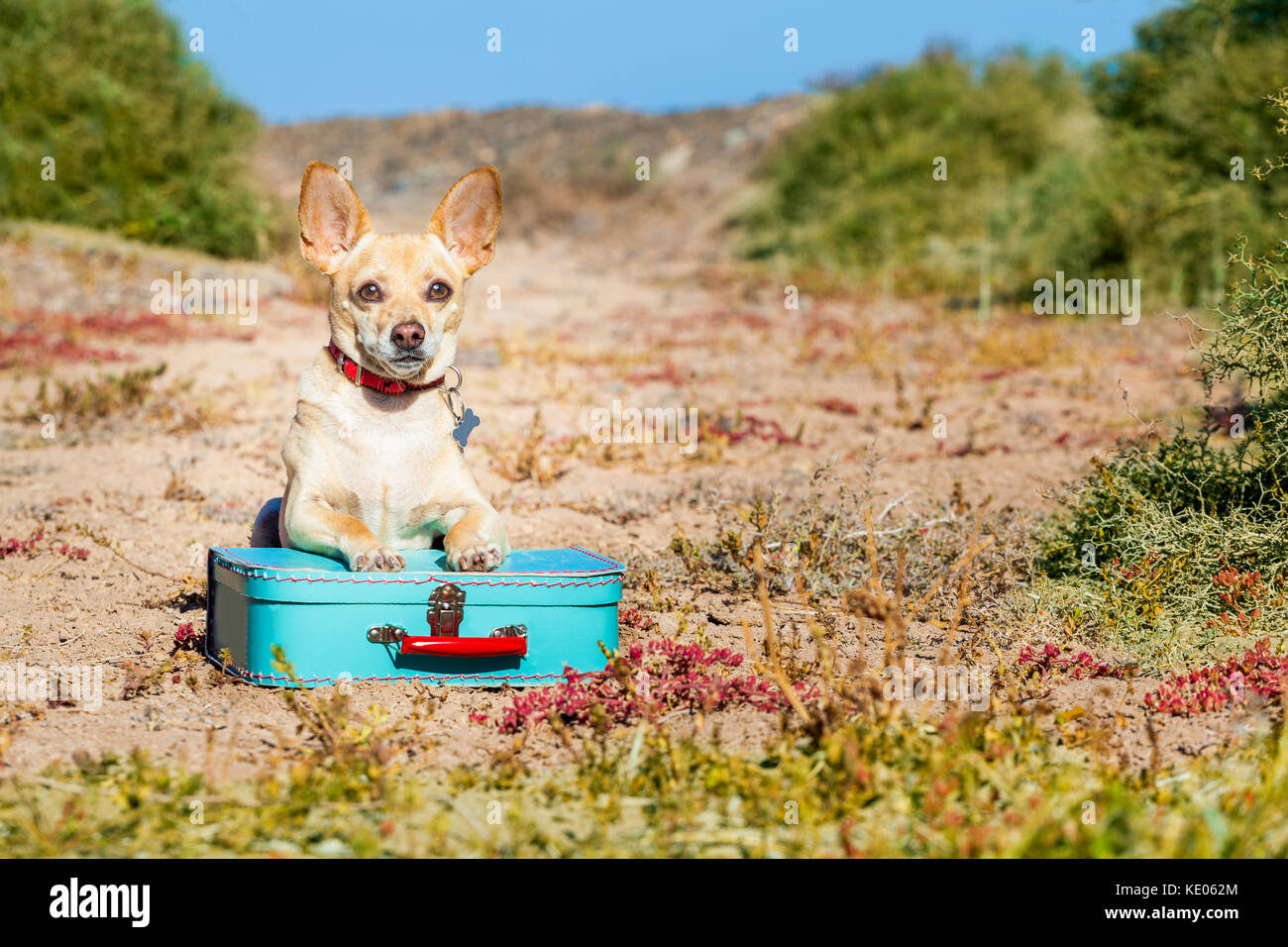 Chihuahua Perros Abandonados Y Dejados Solos En La Calle O Carretera Con Bolsa De Equipaje La Mendicidad Para Venir A Casa A Los Propietarios Fotografia De Stock Alamy