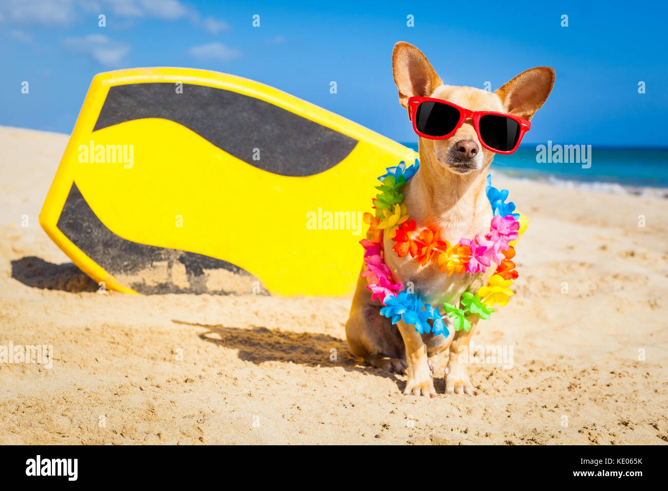 Soportar patinar colchón Chihuahua perro en la playa con una tabla de surf con gafas de sol y la  cadena de flores en el verano las vacaciones en la playa Fotografía de  stock - Alamy