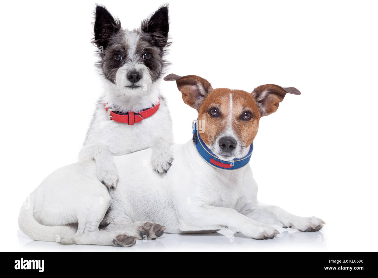 Par de perros juntos abrazarse mutuamente, aislado sobre fondo blanco. Foto de stock