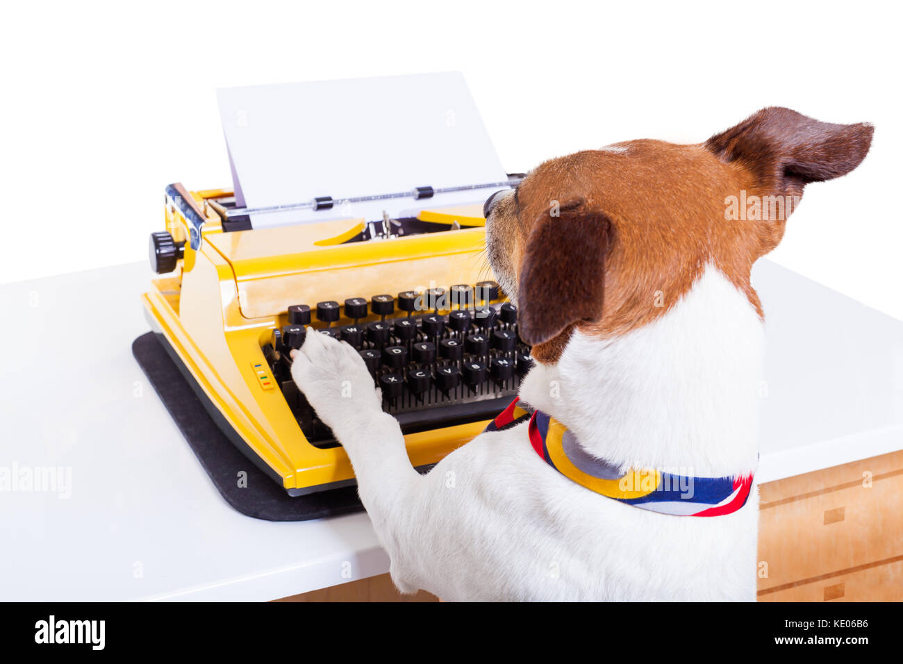 jack-russell-secretario-perro-escribir-en-un-teclado-de-maquina-de-escribir-aislado-sobre-fondo-blanco-ke06b6.jpg