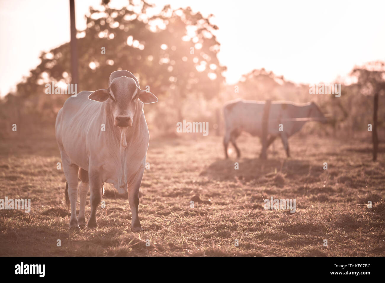 La cría de ganado en el exterior con la puesta de sol en el fondo. Foto de stock