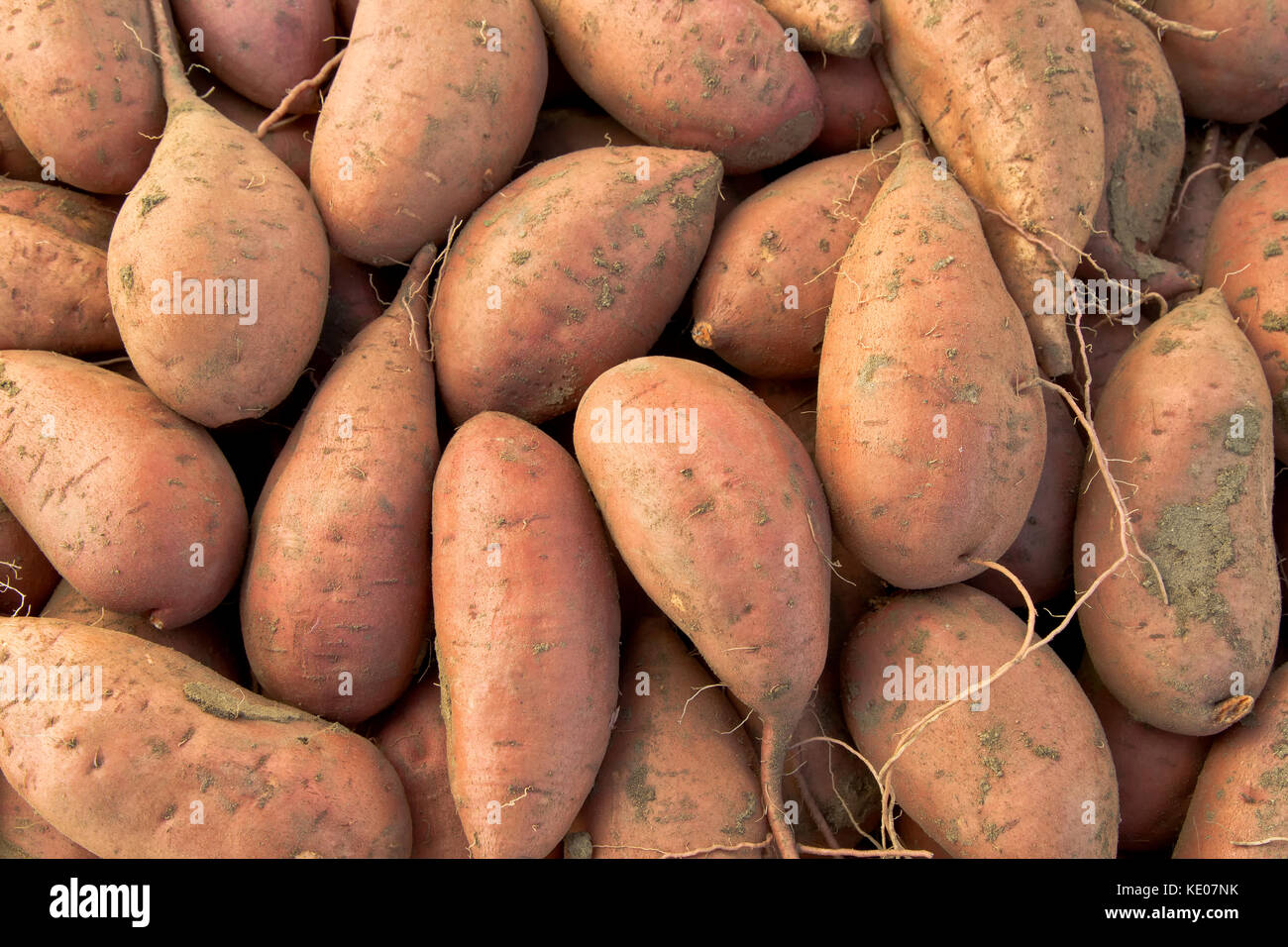 Kamote tubérculos, los cultivares de Batata Ipomoea batatas', 'Filipinas planta de hierbas medicinales. Foto de stock