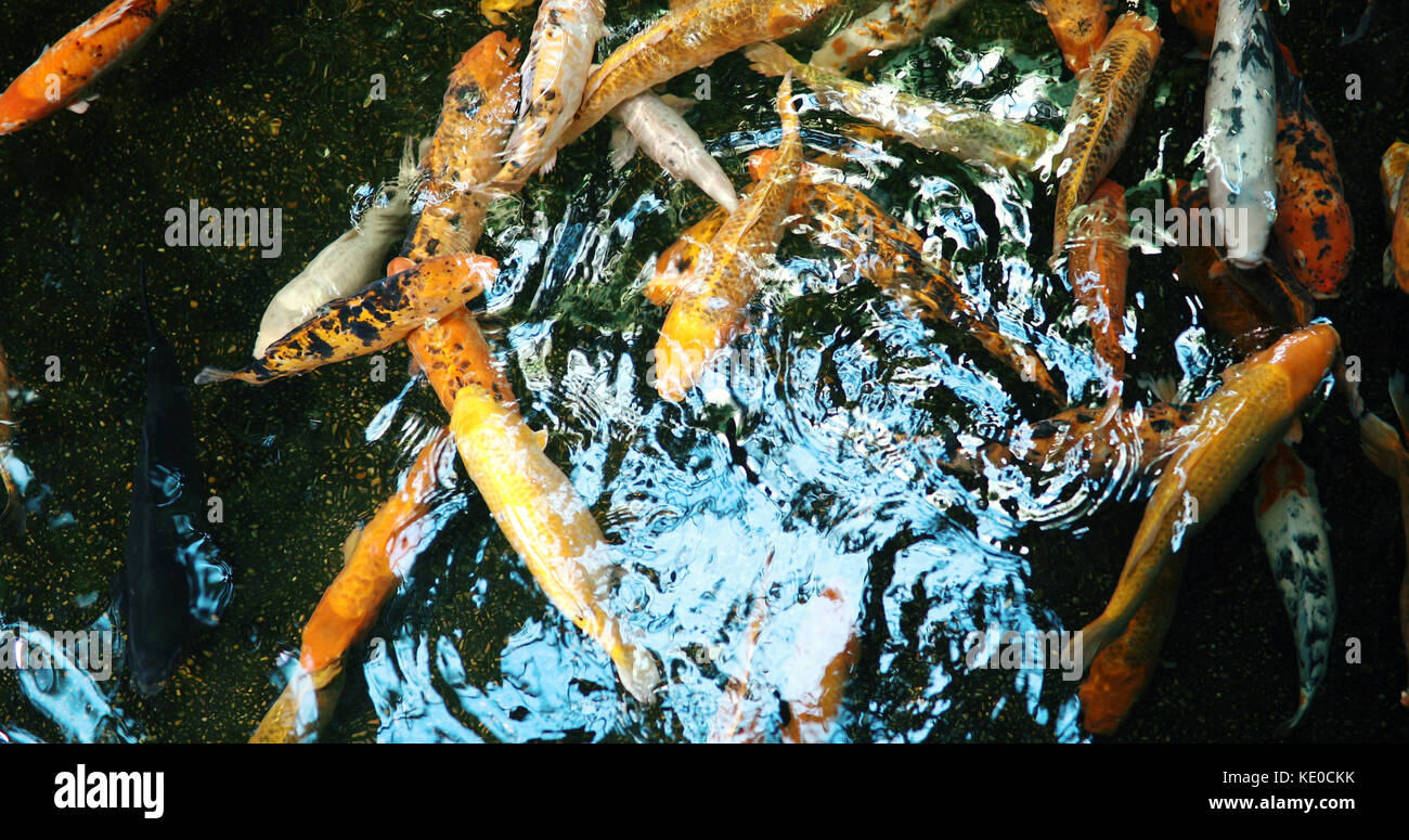 Grupo de coloridos peces nadando en el estanque koi Foto de stock