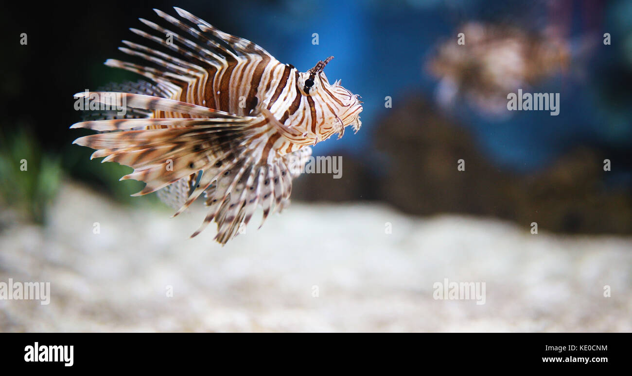 Retrato de hermosa venenoso pez león en el acuario Foto de stock