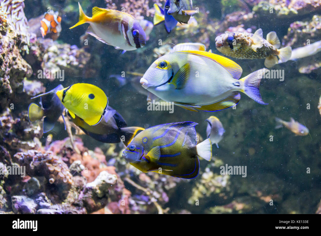 Colorido mundo submarino con corales y peces tropicales Foto de stock